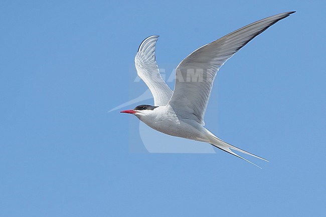 Adult breeding Arctic Tern (Sterna paradisaea) flying over the tundra of Churchill, Manitoba, Canada. With blue sky as a background. Seen from below. stock-image by Agami/Brian E Small,