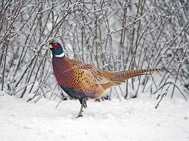 Fazant in de sneeuw; Common Pheasant in winter stock-image by Agami/Markus Varesvuo,
