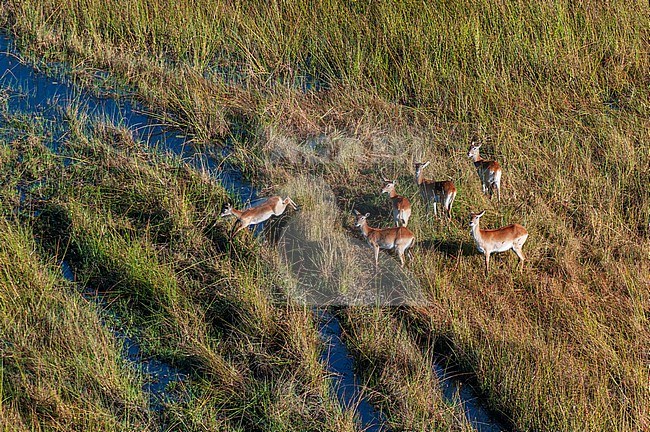 Aerial view of a group of red lechwe, Kobus leche, crossing creeks in a grassland. Okavango Delta, Botswana. stock-image by Agami/Sergio Pitamitz,