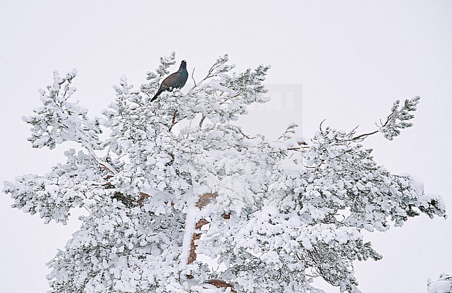 Capercaillie male (Tetrao Urogallus) Salla Finland January 2018 stock-image by Agami/Markus Varesvuo,