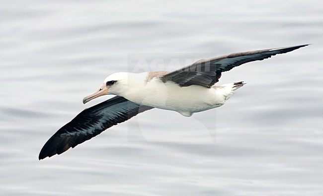 Laysanalbatros vliegend; Laysan Albatross flying stock-image by Agami/Marc Guyt,