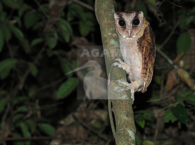 Sri Lanka bay owl (Phodilus assimilis) in India. stock-image by Agami/James Eaton,