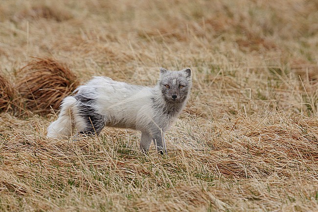 Arctic Fox (Vulpes lagopus), side view of an adult standing on the ground, Southern Region, Iceland stock-image by Agami/Saverio Gatto,