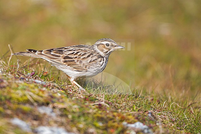 Adult Woodlark, Lullula arborea pallida, in Spain. Standing on the ground. stock-image by Agami/Ralph Martin,