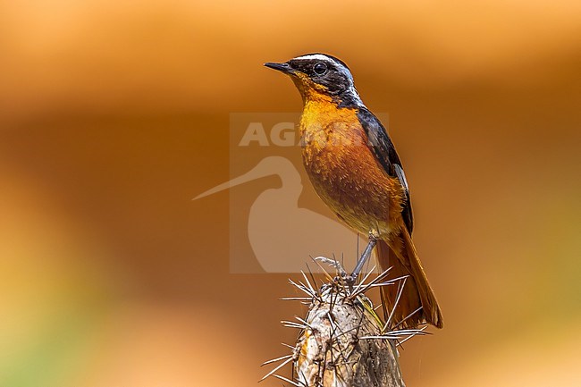 Male Moussier's Redstart (Phoenicurus moussieri) perched on a cactus in Oued Souss, Morocco. stock-image by Agami/Vincent Legrand,