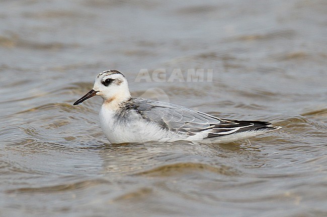 First-winter Grey Phalarope (Phalaropus fulicarius) swimming at Salthouse, Norfolk, during September month. stock-image by Agami/Steve Gantlett,