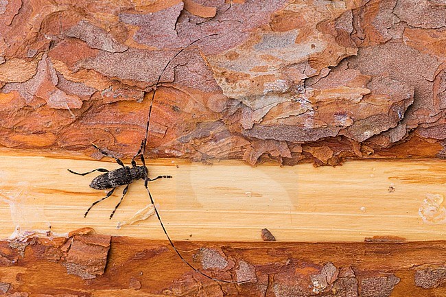 Image of a Acanthocinus griseus in a woodland in eastern Russia (Baikal). This is a species of longhorn beetle of the subfamily Lamiinae. stock-image by Agami/Ralph Martin,