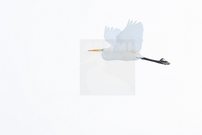Grote zilverreiger, Great Egret ,Ardea alba stock-image by Agami/Menno van Duijn,