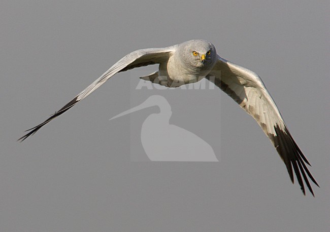 Hen Harrier male in flight, Blauwe Kiekendief mannetje in vlucht stock-image by Agami/Arie Ouwerkerk,