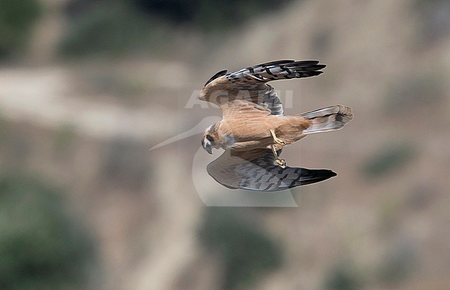 First-winter female Montagu's Harrier (Circus pygargus) in flight, photo above. Spain stock-image by Agami/Markku Rantala,