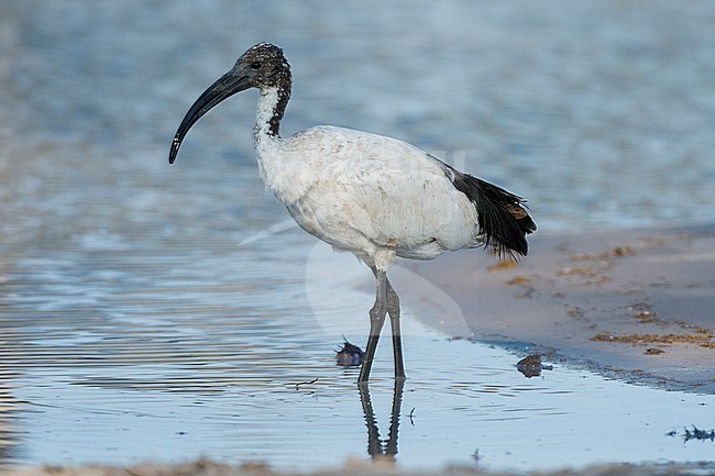 Portrait of an African sacred ibis, Threskiornis aethiopicus, walking in the water. Okavango Delta, Botswana. stock-image by Agami/Sergio Pitamitz,