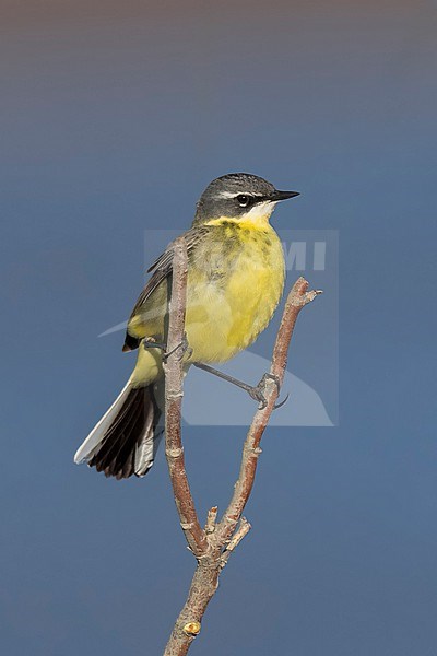 Adult male breeding
North Slope Borough, AK
June 2024 stock-image by Agami/Brian E Small,