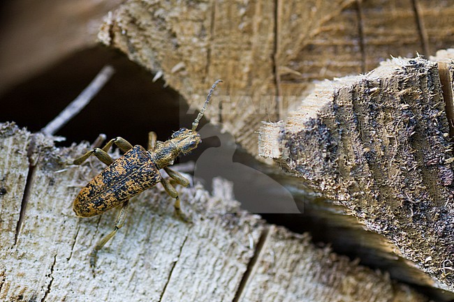 Rhagium sycophanta - Eichen-Zangenbock, Germany (Baden-Württemberg), imago stock-image by Agami/Ralph Martin,