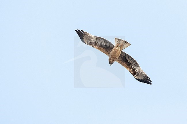 Dark phase Booted Eagle (Hieraaetus pennatus) on migration over Eilat Mountains, Eilat, Israel stock-image by Agami/Marc Guyt,