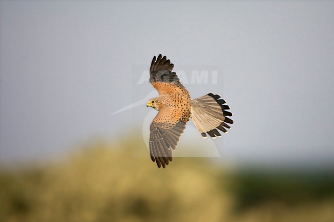 Mannetje Torenvalk in de vlucht; Male Common Kestrel in flight stock-image by Agami/Marc Guyt,