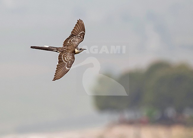 Great Spotted Cuckoo, Clamator glandarius, in Turkey. In flight. stock-image by Agami/Pete Morris,