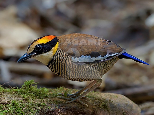 Vrouwtje Maleise Blauwstaartpitta zittend op rots, Female Malayan Banded Pitta perched on rock stock-image by Agami/Alex Vargas,