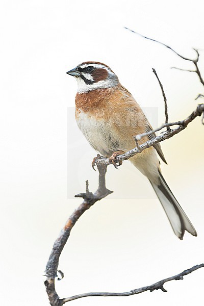 Meadow Bunting - Wiesenammer - Emberiza cioides ssp. cioides, Russia (Baikal), adult male stock-image by Agami/Ralph Martin,