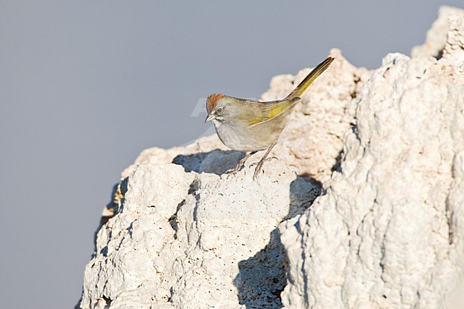 Groenstaarttowie; Green-tailed Towhee stock-image by Agami/Marc Guyt,