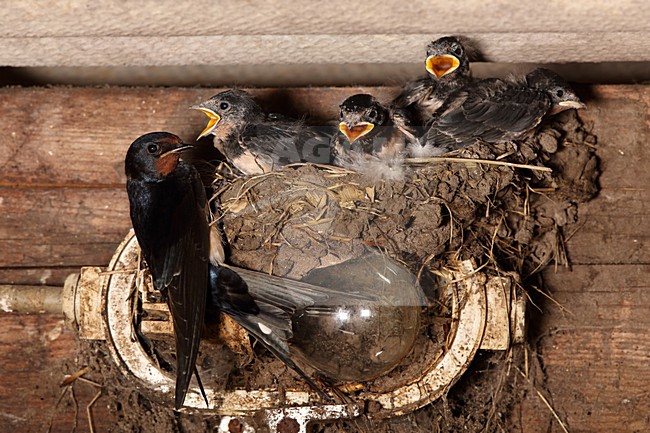 Boerenzwaluw met jongen in boerenschuur, Barn Swallow with young in barn stock-image by Agami/Chris van Rijswijk,