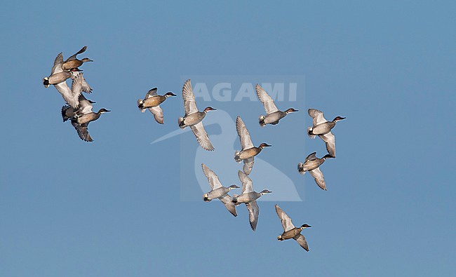 A flock of Falcated Ducks (Mareca falcata) in flight (males and a female), seen below. Mongolia stock-image by Agami/Markku Rantala,