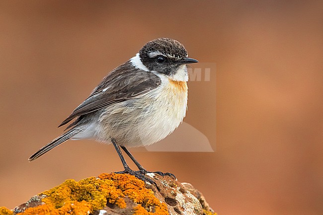 Canary Islands Chat; Saxicola dacotiae stock-image by Agami/Daniele Occhiato,