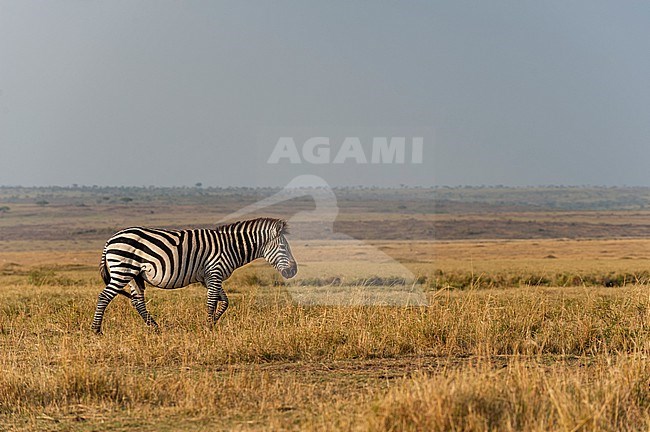 A common or plains zebra, Equus quagga, walking in a Masai Mara savanna. Masai Mara National Reserve, Kenya. stock-image by Agami/Sergio Pitamitz,