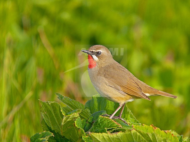 Roodkeelnachtegaal man zittend; Siberian Rubythroat male perched stock-image by Agami/Pete Morris,