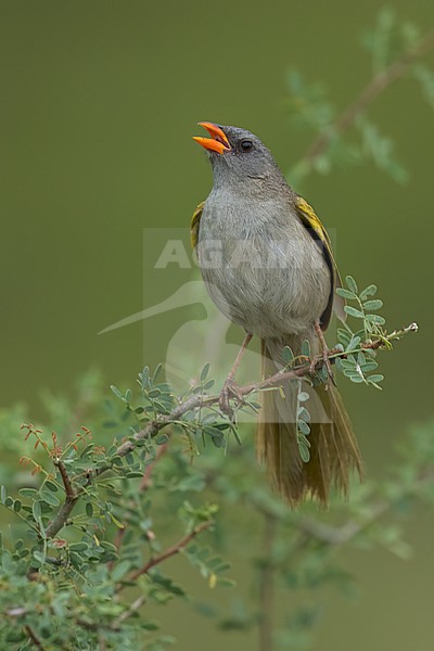 Great Pampa-Finch (Embernagra platensis) Perched  on top of a branch in Argentina stock-image by Agami/Dubi Shapiro,