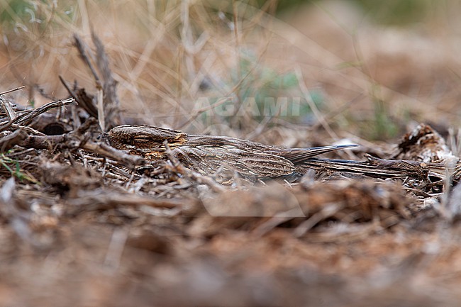 well camouflaged red-necked nightjar (Caprimulgus ruficollis) perching on the ground in an organge orchard in Spain, Andalucia stock-image by Agami/Mathias Putze,