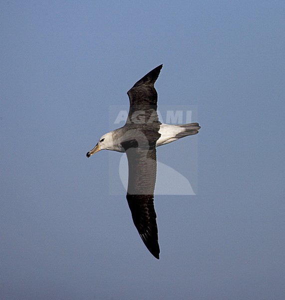 immature Black-browed Albatross flying above open ocean; onvolwassen Wenkbrauwalbatros vliegend boven de oceaan stock-image by Agami/Marc Guyt,