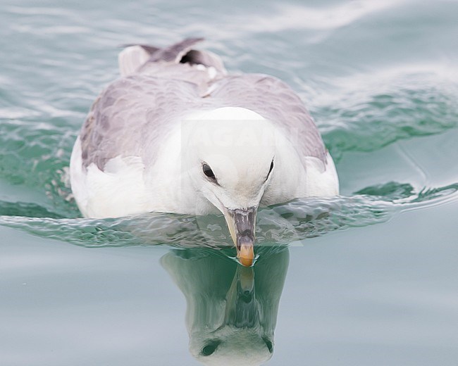 Northern Fulmar (Fulmarus glacialis auduboni), adult swimming stock-image by Agami/Saverio Gatto,