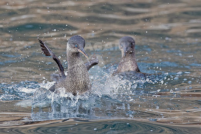 Flightless Cormorant, Nannopterum harrisi, on the Galapagos Islands, part of the Republic of Ecuador. Only found on just two islands; Fernandina, and the northern and western coasts of Isabela. stock-image by Agami/Pete Morris,
