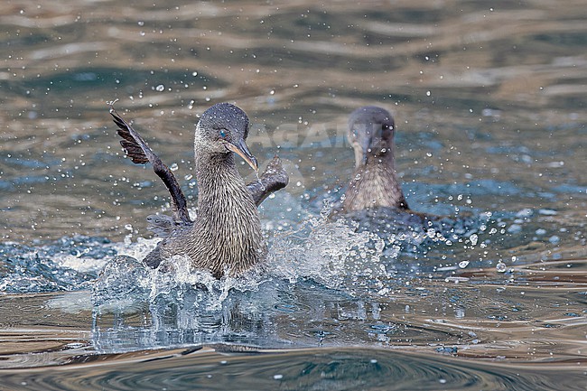 Flightless Cormorant, Nannopterum harrisi, on the Galapagos Islands, part of the Republic of Ecuador. Only found on just two islands; Fernandina, and the northern and western coasts of Isabela. stock-image by Agami/Pete Morris,