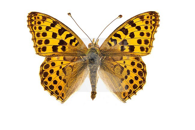 Queen of Spain Fritillary, Kleine parelmoervlinder, Issoria lathonia stock-image by Agami/Wil Leurs,