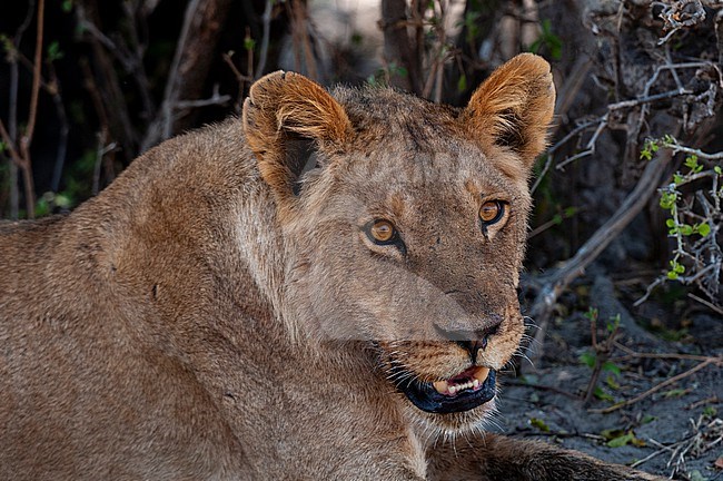 Portrait of a lion, Panthera leo, resting. Chobe National Park, Botswana. stock-image by Agami/Sergio Pitamitz,