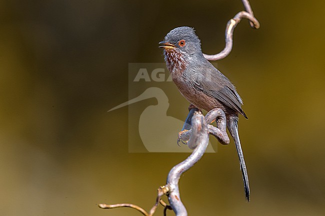 Singing male Dartford Warbler, Sylvia undata, in Italy. stock-image by Agami/Daniele Occhiato,
