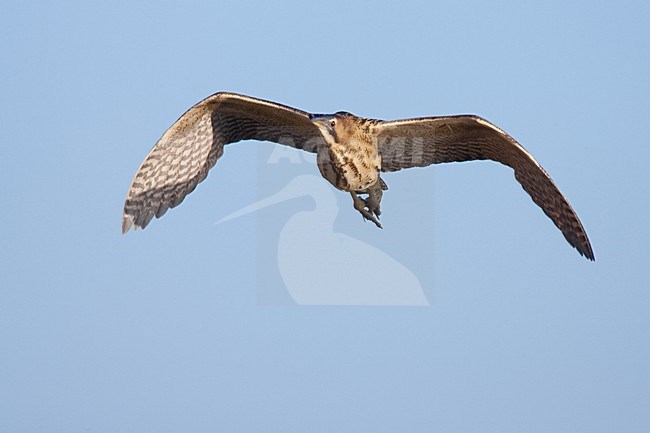 Roerdomp in vlucht; Eurasian Bittern in flight stock-image by Agami/Menno van Duijn,