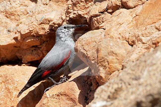 Rotskruiper foeragerend tegen rotswand; Wallcreeper foraging against cliff stock-image by Agami/Markus Varesvuo,