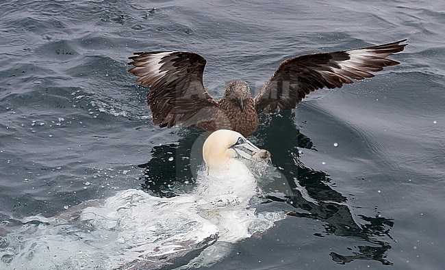 Northern Gannet (Morus bassanus) during summer on the Shetland islands in Scotland. Emerging above water with a self caught fish with an adult Great Skua waiting. stock-image by Agami/Markus Varesvuo,