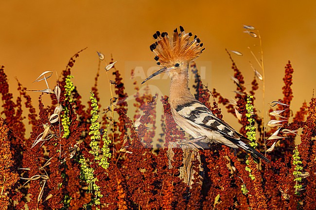 Eurasian Hoopoe (Upupa epops) in Italy. stock-image by Agami/Daniele Occhiato,
