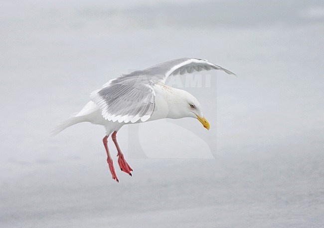volwassen Grote Burgemeester in de vlucht; adult Glaucous Gull in flight stock-image by Agami/Marc Guyt,