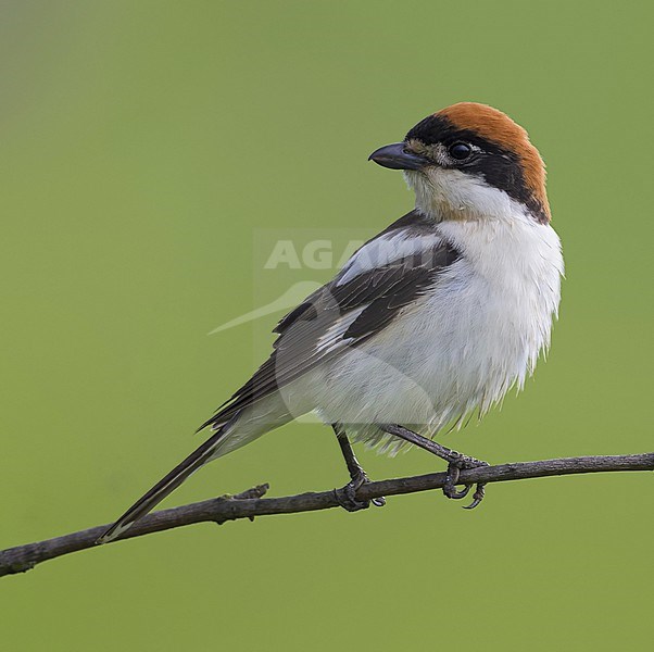 Mannetje Roodkopklauwier op tak; Woodchat Shrike male on a branch stock-image by Agami/Daniele Occhiato,