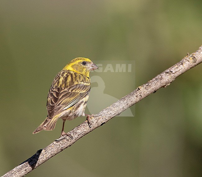 Male European Serin (Serinus serinus) perched on a twig in Spain. Seen on the back. stock-image by Agami/Marc Guyt,