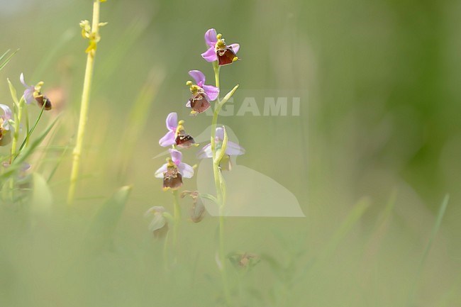 Late spider orchid, hommelorchis, Ophrys holoserica stock-image by Agami/Wil Leurs,