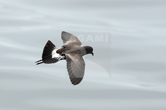 Sierlijk stormvogeltje in vlucht, Elliot's Storm-Petrel in flight stock-image by Agami/Laurens Steijn,