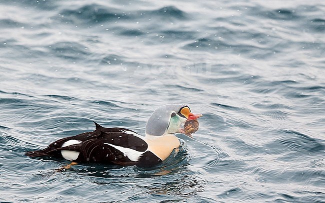 King Eider adult male swimming; Koningseider volwassen man zwemmend stock-image by Agami/Markus Varesvuo,