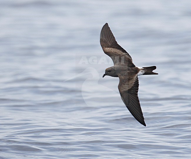 Vaal Stormvogeltje in vlucht, Leach's Storm-Petrel in flight stock-image by Agami/Mike Danzenbaker,