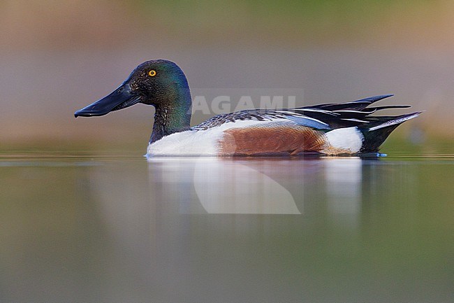 Northern Shoveler (Spatula clypeata, side view of an adult male in the water, Campania, Italy stock-image by Agami/Saverio Gatto,