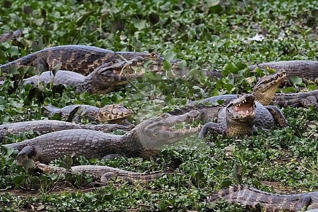 Jacare caimans, Caiman yacare, resting. Pantanal, Mato Grosso, Brazil stock-image by Agami/Sergio Pitamitz,